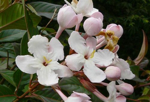 Luculia gratissima