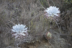 Dudleya brittonii