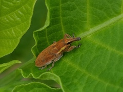 Lixus vilis