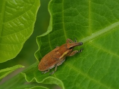 Lixus vilis