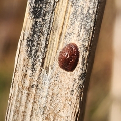 Coccinae