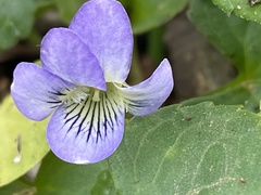 Viola sororia