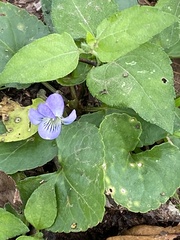 Viola sororia