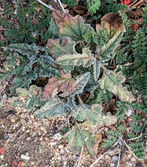 Sphaeralcea ambigua