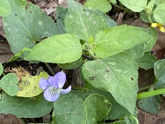 Viola sororia