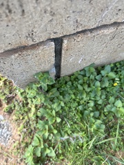 Calyptocarpus vialis