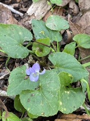Viola sororia