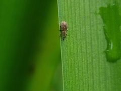 Trichopterapion holosericeum