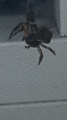 Trachelidae
