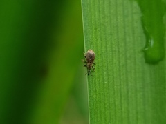 Trichopterapion holosericeum