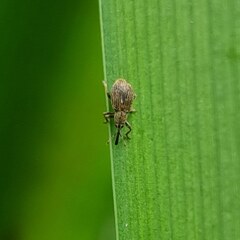 Trichopterapion holosericeum