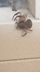 Trachelidae