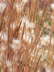 Andropogon virginicus