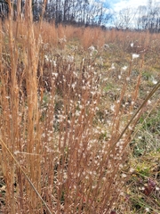 Andropogon virginicus