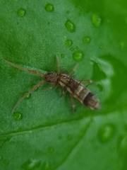 Orchesella flavescens