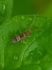 Orchesella flavescens