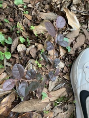Loropetalum