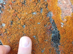 Xanthorioideae