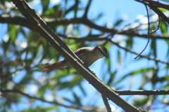 Cranioleuca pyrrhophia