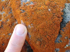 Xanthorioideae