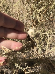 Asphondylia floccosa