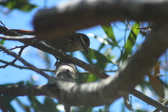 Cranioleuca pyrrhophia