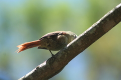 Cranioleuca pyrrhophia