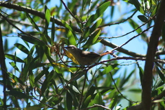 Cranioleuca pyrrhophia