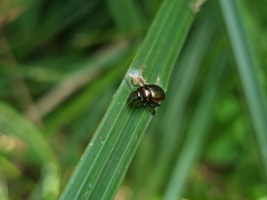 Chrysolina marginata