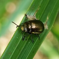 Chrysolina marginata