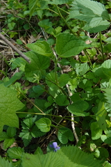 Viola pubescens