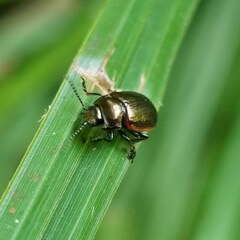 Chrysolina marginata