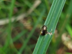 Chrysolina marginata