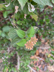 Lantana × strigocamara