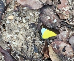 Appias lyncida vasava