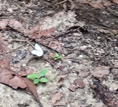 Appias lyncida vasava