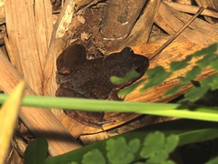 Limnonectes macrodon