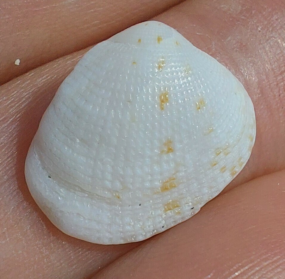 White Pygmy Venus