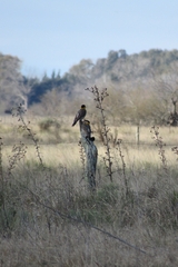 Colaptes campestris campestroides