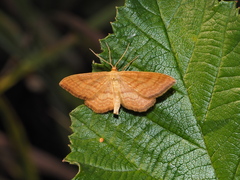 Idaea ochrata
