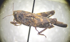 Tetrigoidea