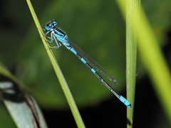Coenagrion scitulum
