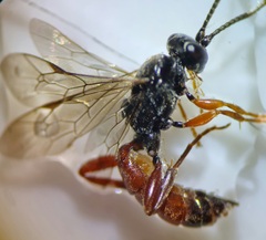 Ichneumonoidea