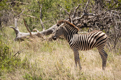 Equus quagga chapmani