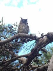 Bubo africanus africanus