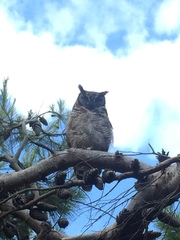 Bubo africanus africanus