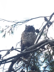 Bubo africanus africanus