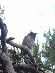 Bubo africanus africanus