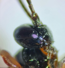 Ichneumonoidea