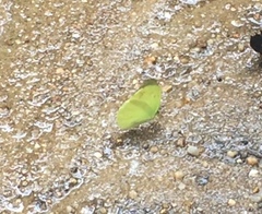 Gandaca harina distanti